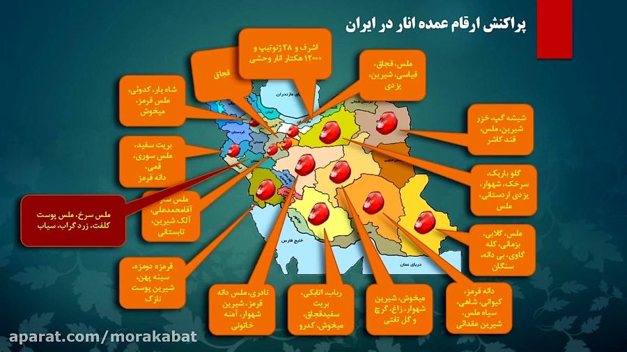 دستاوردهاي پژوهشکده مرکبات میوه های نیمه گرمسیری در حوزه انار