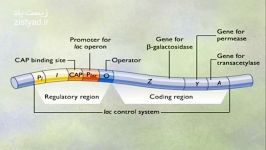 تنظیم بیان ژن در پروکاریوت ها اپران لاکتوز فارسی