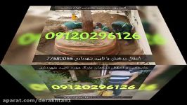 پخش فروش انواع نهال درختان بزرگ 09120296126