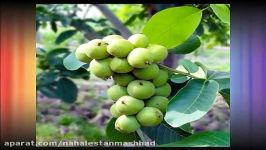 قیمت درخت گردو خوشه ای اصلاح شده  نهال پارس 09152157465