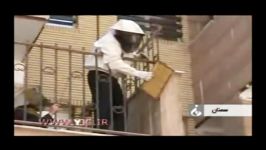 کندوسازی زنبورها در بالکن منزل مسکونی