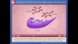 عمل آنزیم هیدرولیز ساکارز