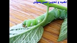 تغذیه آفات گیاهان