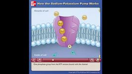 پمپ سدیم پتاسیم