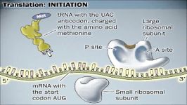 ترجمه translationاز mRNA تا پروتئین