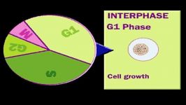 چرخه سلولی Cell Cycle میوز یا میتوز