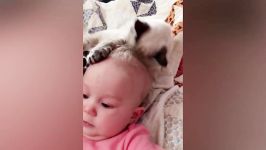 Baby and Cat Fun and Fails  Funny Baby Video