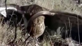 Top 4 animals hunt snake  snake vs eagle hornbil honey badger snake