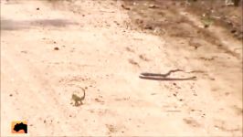 snake vs chameleon real fight  animal fight pilation