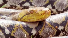 Snake Stalks Duck Nest