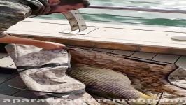 ماهیگیری ورزشی در دریاچه چیتگرباملند
