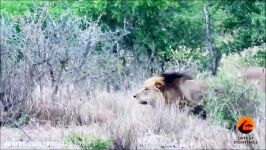 شکار بوفالو توسط شیر در حیات وحش