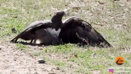 شکار بچه گراز توسط پرنده عقاب در حیات وحش