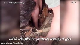 کار خدا پسندانه انسانی نجات دادن بچه آهو