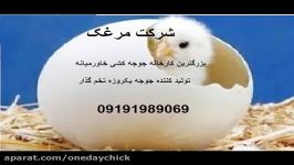 خرید جوجه یکروزه نژاد تخم گذار