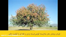 خرید پسته کوهی بنه 