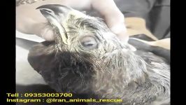 درمان پرنده شکاری آسیب دیده ، اتاق امداد حیوانات