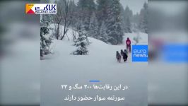 مسابقه جالب سورتمه سواری سگ در کوه های آلپ