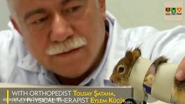 A Squirrels Prosthetic Wheels Are the Key to Recovery 1