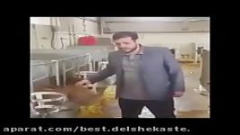 استاد رائفی پور   احیای گاو اصیل ایرانی نژاد منقرض شده