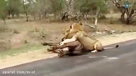 حمله شیرها به بوفالو در وسط جاده در حیات وحش افریقا