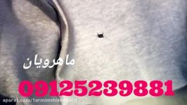 ترمیم شیشه اتومبیل رنو 09125239881 44145701 09125239881