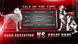 دوگو آرژانتینو  گریت دین Dogo Argentino vs Great Dane