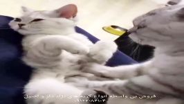 فروش گربه های لاکچری در تهران ۰۹۲۱۶۰۳۷۹۲۶
