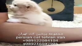 خرید فروش انواع گربه های اشرافی ۰۹۲۱۶۰۳۷۹۲۶