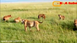 جنگ نبرد گروهی شیرها کفتارها در حیات وحش