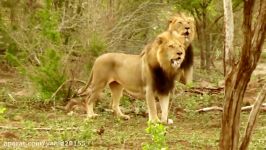 جنگ نبرد شیر بوفالو در حیات وحش