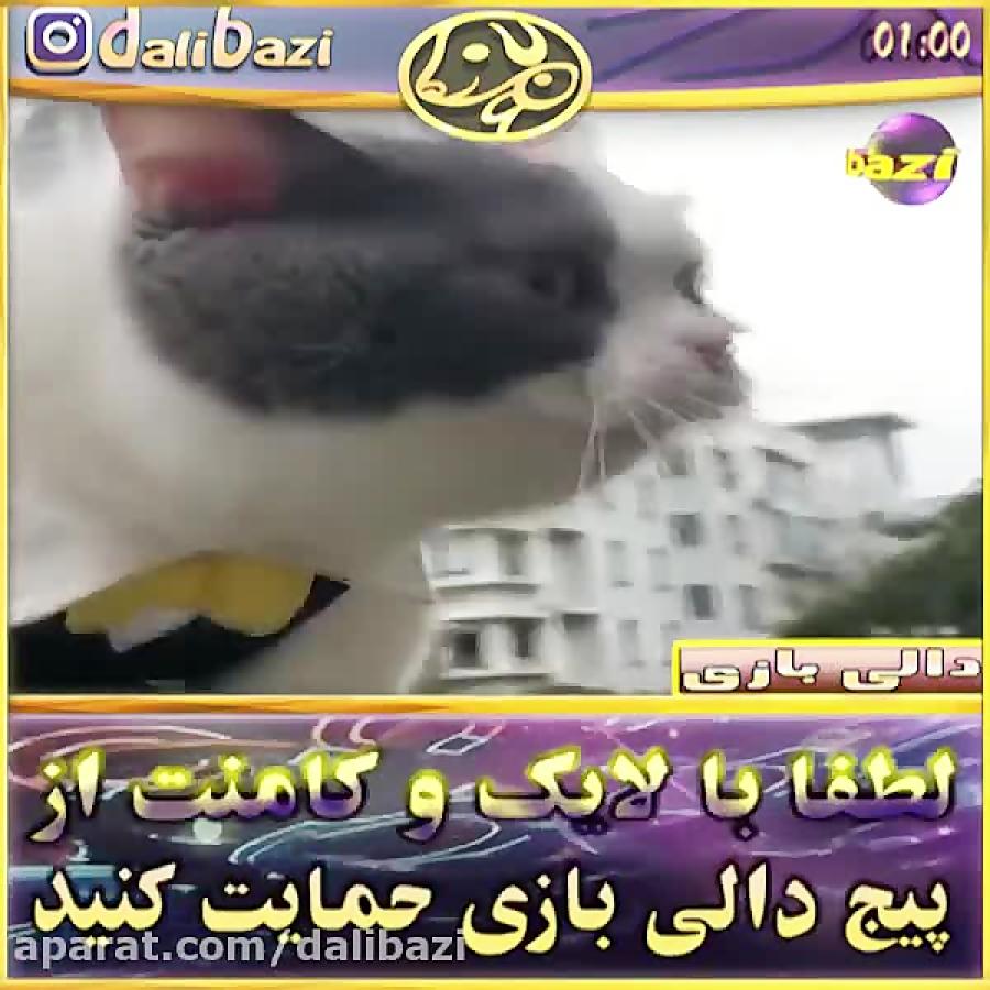 گربه سخنگو.عاشق حرف زدنش میشین