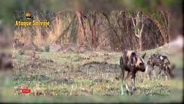 Wild Animals Fight. King Lion vs Wild Dogs Hunting. Ataques de Leones