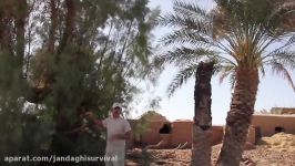 درخت خرما درخت کروز  بقا در طبیعت  عباس جندقی