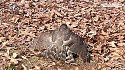 شکار برق آسای سنجاب توسط عقاب