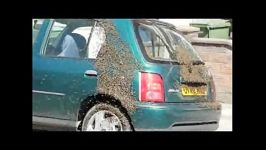 حمله زنبورها به ماشین