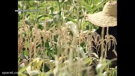 Iranian scientific achievements Corn