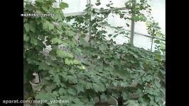 Iranian scientific achievements Fruit trees