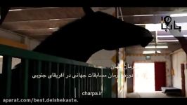 بهترین اسب های ایران اسب سیلمی تروبرد