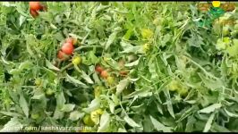 کاشت موفق بذر گوجه فرنگی موناکو در کهورستان