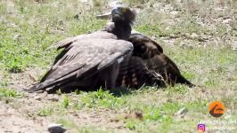 حمله شکار برق آسای بچه گراز توسط عقاب