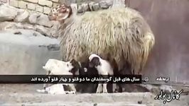 ٦ قلوزایی یک گوسفند در کرمانشاه