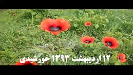 فتوکلیپ شقایق وحشی Papaver rhoeas در شلمان  گیلان