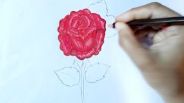 How to draw rose.Step by step Very easy