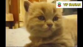 گربه های بانمک . امکان نداره بتونی نخندی Funny Cats