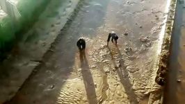 نجات ماهی‌های گرفتار در سیلاب توسط دو جوان خرم‌آبادی