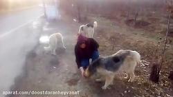 غذارسانی به سگ های بی سرپرست سرخه حصار