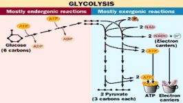 گلیکولیزGlycolysis