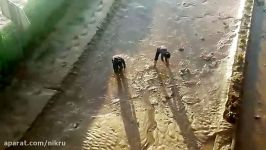 نجات ماهی‌های گرفتار در سیلاب توسط دو جوان خرم‌آبادی