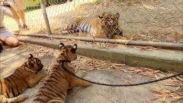 Cubs Meet Adult Tiger for the First Time  Tigers About The House  BBC Earth